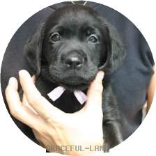 ピンクCK(NORBLE 女の子)